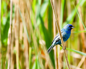 Indigo Bunting