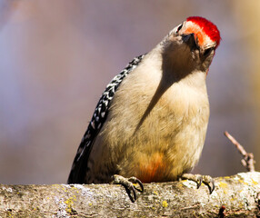Naklejka premium Red-Bellied Woodpecker