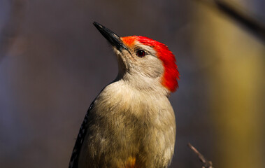 Red-Bellied Woodpecker