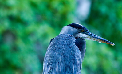 Blue Heron