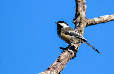 Chickadee