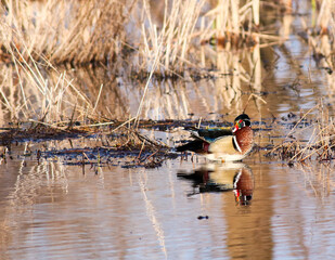 Wood Duck