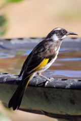 Juvenile New Holland Honeyeater (Phylidonyris novaehollandiae) at birdbath, South Australia