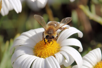 Western Honey Bee collecting pollen and nectar from daisy, South Australia