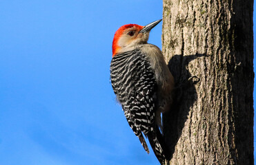 Red-bellied woodpecker