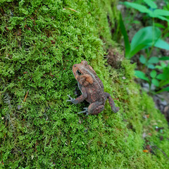 East american toad in Rock City State Forest