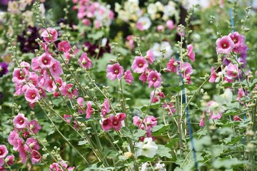 Hollyhock is a Malvaceae plant that produces colorful flowers on high stems in early summer.