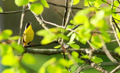 Common Yellowthroat