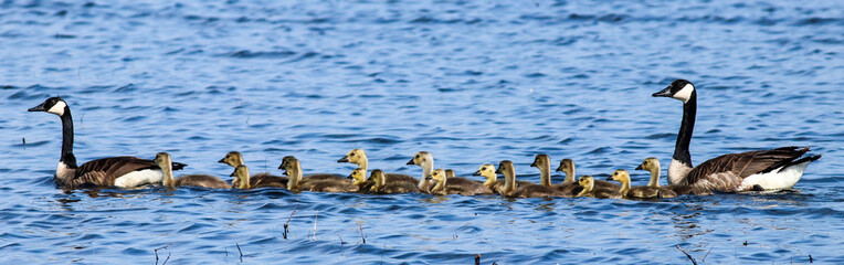 Canada Geese