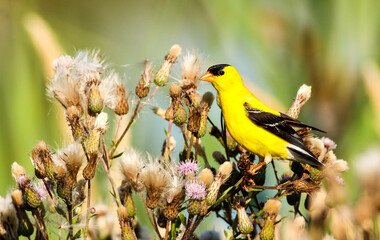 Goldfinch