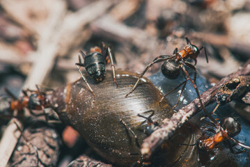 forest ants team eat wood snails. A perfect example of teamwork. Selective focus macro shot with shallow DOF