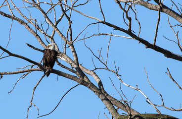 Eagle