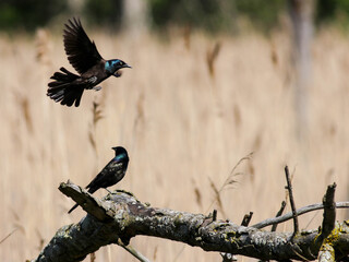 Grackle