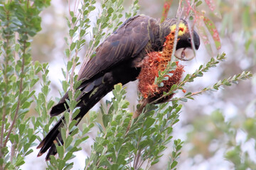 Yellow-tailed Black Cockatoo (Calyptorhynchus funereus), feeding on Silver Banksia seeds, South Australia