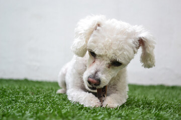 Dog nibbling piece of wood