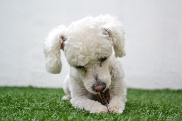 Little pet playing and nibbling in the grass