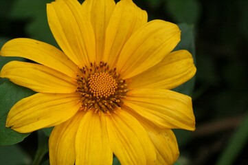 Amarelo V