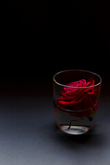 Red rose in a glass of water on a black background