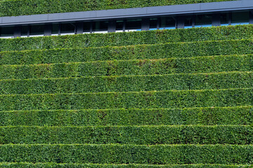 Close up detail of green sustainable facade with step of plant wall cover the building at Kö-Bogen 2 in Düsseldorf, Germany against blue sky. Architectural Geometry green elements background.