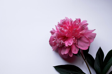 Pink flowering summer flower peony with green leaves on a white background