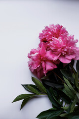 Pink flowering summer flower peony with green leaves on a white background