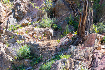 Herd of Bighorn Sheep Ewes and Lambs