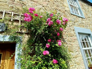 Fototapeta na wymiar Red roses, growing on a cottage wall in, Skipton, Yorkshire, UK