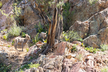 Herd of Bighorn Sheep Ewes and Lambs