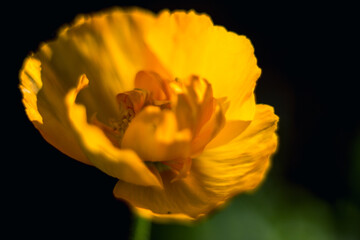 yellow poppy on black