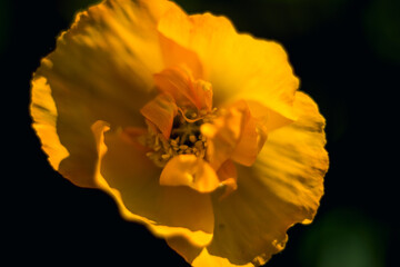 poppy  flower
