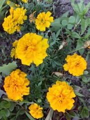 yellow flowers