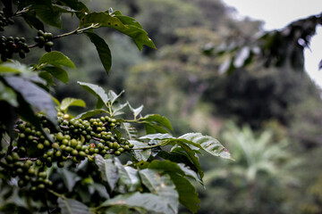 coffebeans in guatemala