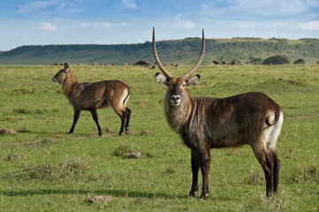 Male and female Defassa waterbucks, Masai Mara Game Reserve, Kenya