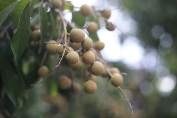 
Longan on a tree