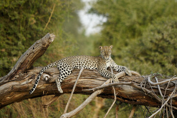 Female leopard resting on fallen tree, Samburu Game Reserve, Kenya