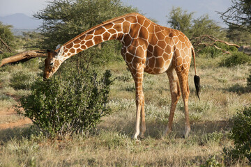 Pregnant reticulated giraffe browsing, Samburu Game Reserve, Kenya