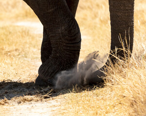 Elephant close up of foot kicking up dirt 