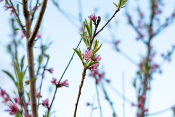 Blooming Trees in Springtime