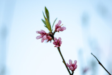 Blooming Trees in Springtime