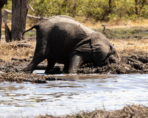 Elephant head down in the mud