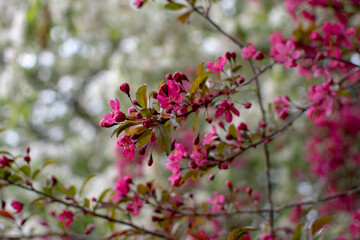 Blooming Trees in Springtime
