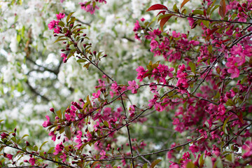 Blooming Trees in Springtime