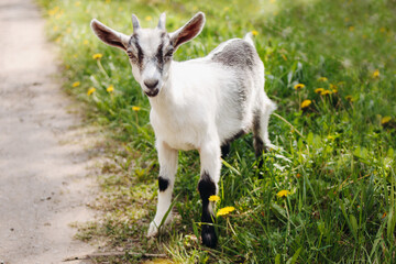 Goatling on farm. Pet on the background of village. Animal eat grass in summer. Concept of goat's milk, cheese, wool.