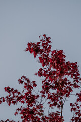 Maple Tree 
