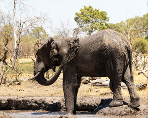 Elephant spraying mud over himself