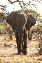 Elephant walking towards camera with ears up