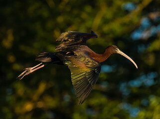 Glossy Ibis In flight