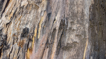 textura de arbol de  madera