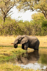 Elephant standing in the river feeding