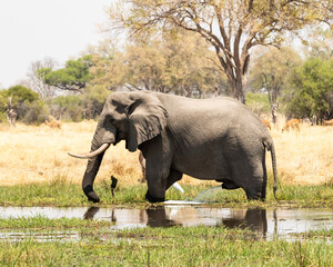 Elephant peeing into the river while feeding
